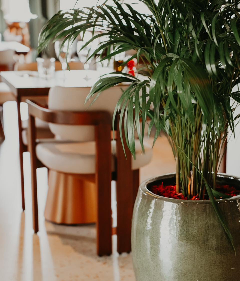 Palmier d'intérieur près des tables